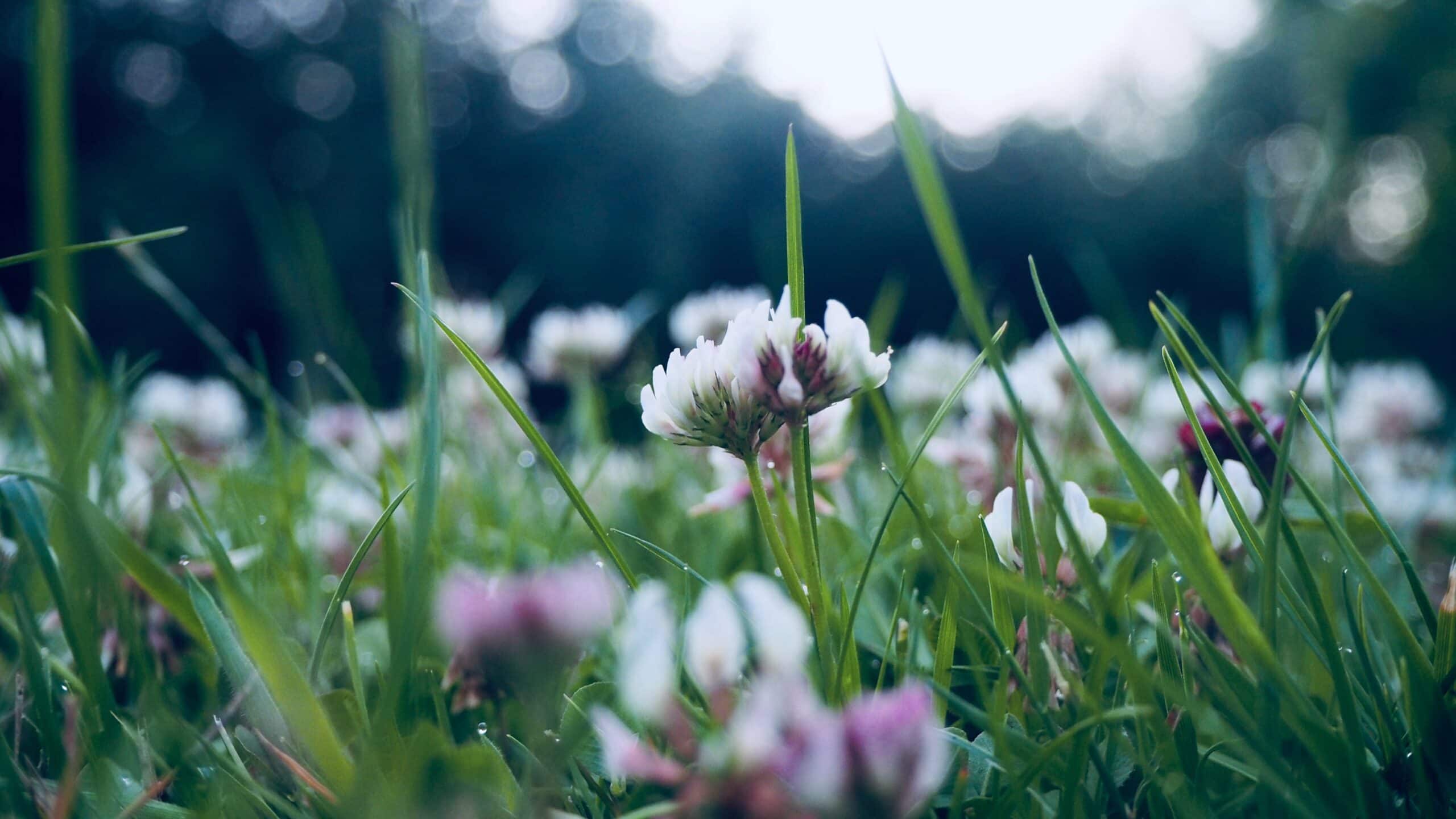 Mental & Physical Benefits of Gardening