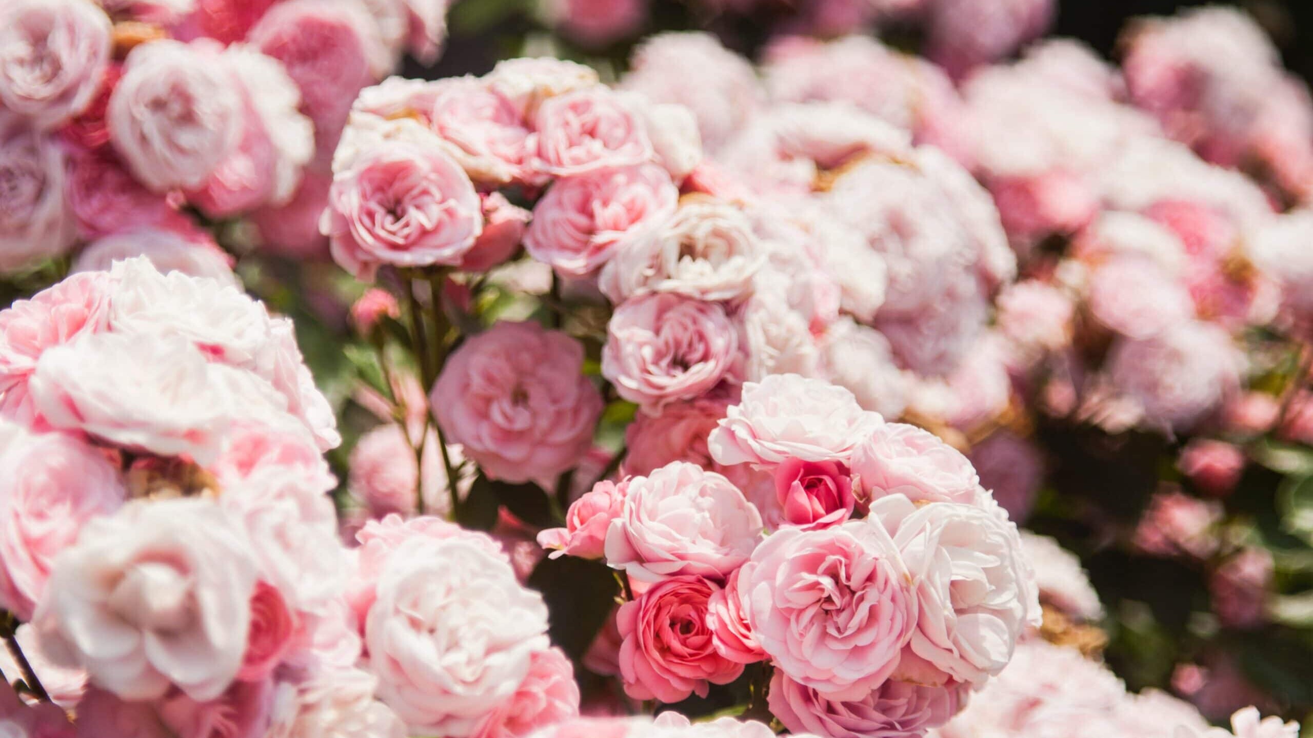 Eco-friendly Gardening Tips for Spring | Fletcher Homes
