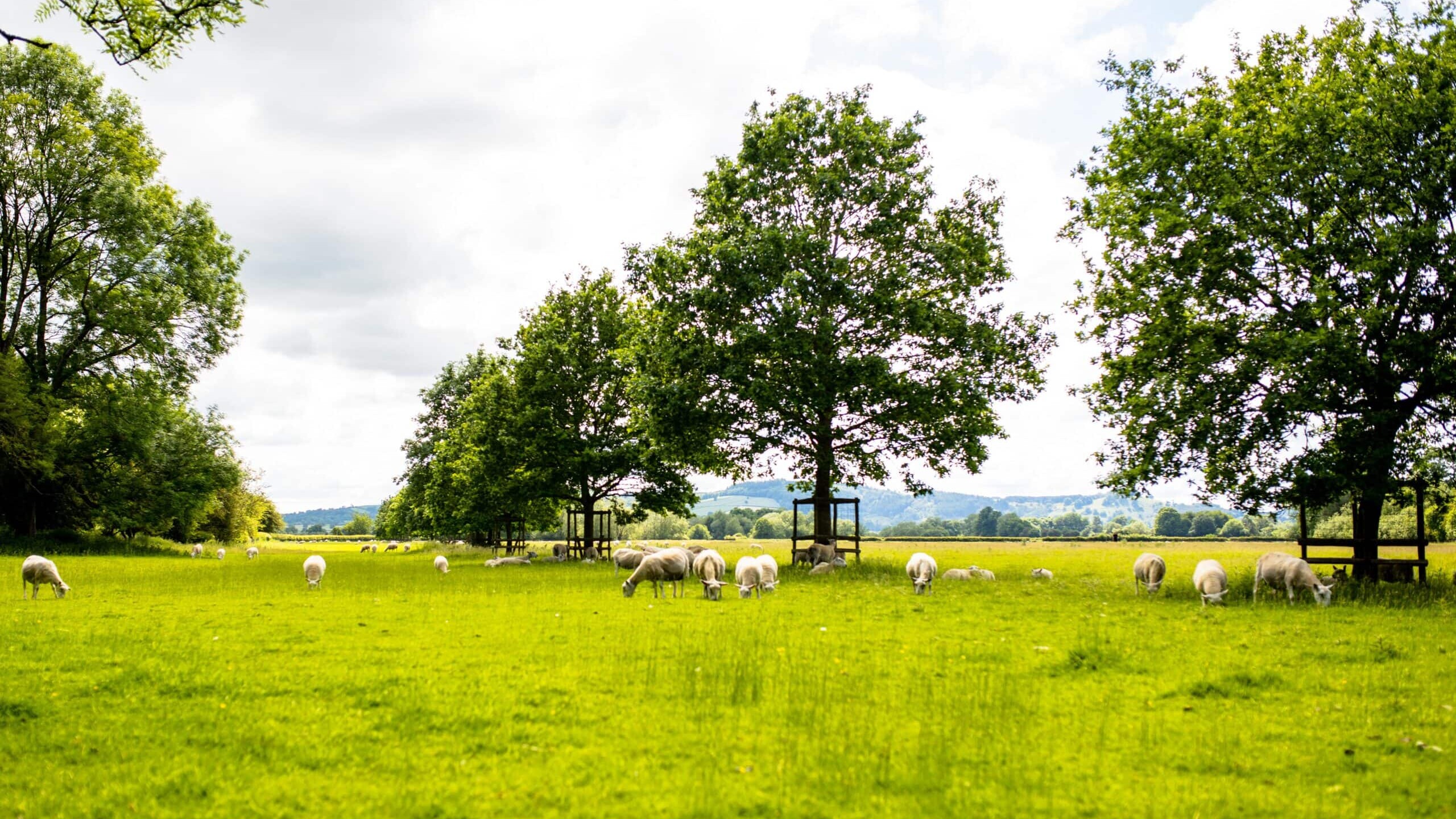 Homes for Sale in Gobowen | Fletcher Homes | New Build Homes